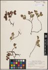 Foto von Salix herbacea L. x Salix lapponum L. x Salix polaris Wahlenb.